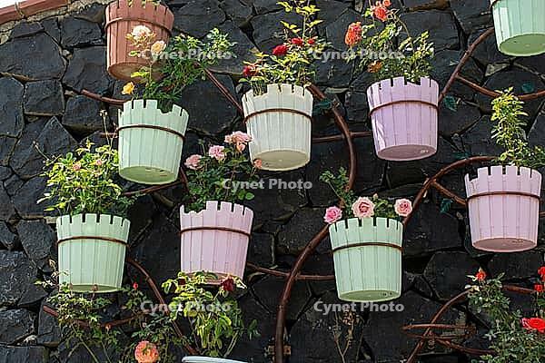 Beautiful decorative vertical garden featuring colorful pastel flower pots hanging on a dark stone wall [IBR124920196]