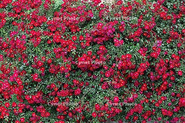 Full frame of beautiful small red roses blooming on a green bush in a garden [IBR124920198]