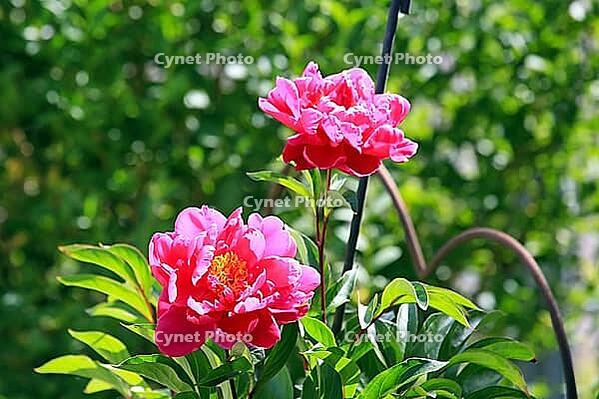 This close-up shows two bright pink peonies in full bloom. The elegant petals open majestically and reveal the yellow center. Surrounded by lush green leaves and an unopened bud in the background, the picture radiates summery freshness. Perfect as a backg [IBR124920207]