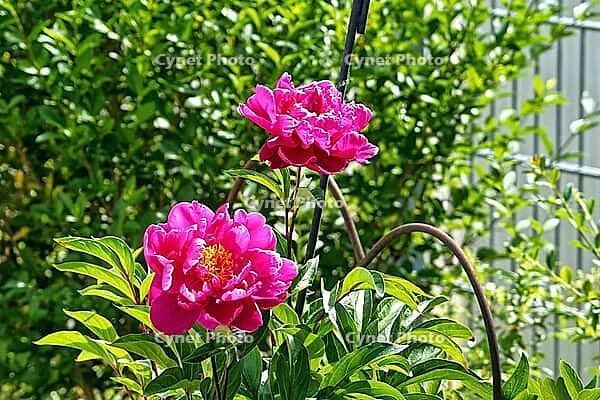 This close-up shows two bright pink peonies in full bloom. The elegant petals open majestically and reveal the yellow center. Surrounded by lush green leaves and an unopened bud in the background, the picture radiates summery freshness. Perfect as a backg [IBR124920211]