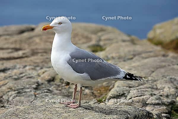 Professional nature photo of a mature herring gull in profile. The shorebird presents itself on rough cliffs with bright plumage, gray wings and yellow beak. The background shows a gentle bokeh of the blue ocean, which perfectly exposes the animal. This a [IBR124920212]