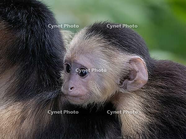 A baby Panamanian capuchin monkey (Cebus imitator), often referred to as the white-shouldered capuchin, rides on its mother's back, Manzanillo Wildlife Rescue, Costa Rica [IBR124920250]