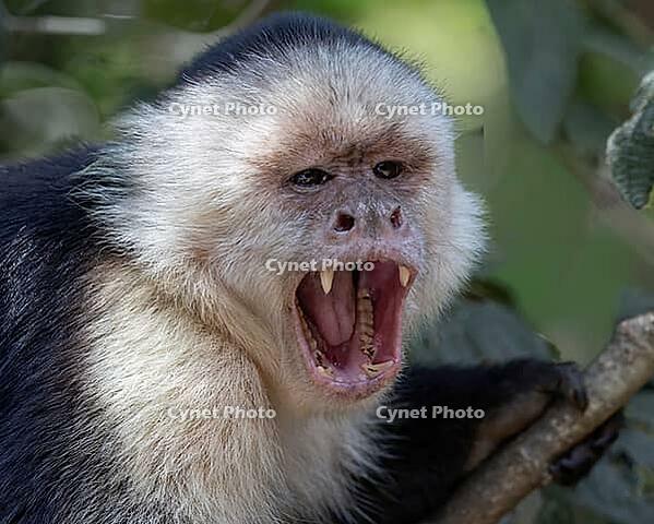 The Panama capuchin monkey (Cebus imitator), often referred to as the white-shouldered capuchin monkey, lets out a threatening cry, Manzanillo Wildlife Rescue, Costa Rica [IBR124920251]