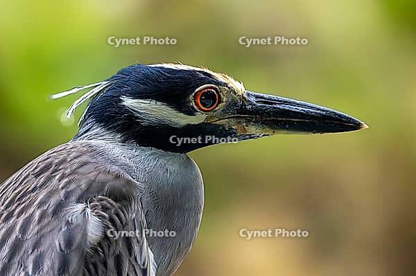 Yellow-crowned Night Heron (Nyctanassa violacea) – close-up of the head in profile, Manzanillo Wildlife Rescue, Costa Rica [IBR124920253]