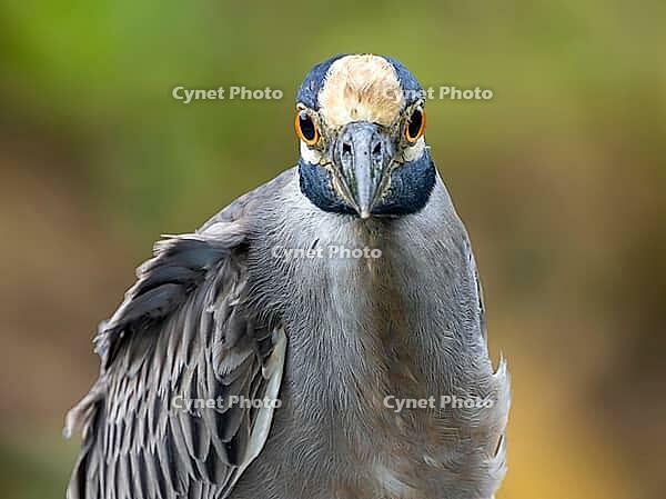 Yellow-crowned Night Heron (Nyctanassa violacea) – close-up of the head from the front, Manzanillo Wildlife Rescue, Costa Rica [IBR124920254]