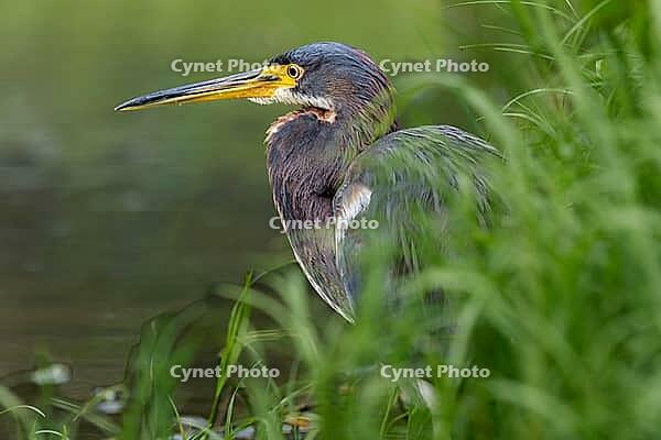 Three-coloured egret (Egretta tricolor) half-hidden in the green grass, Caribbean coast, Costa Rica [IBR124920257]