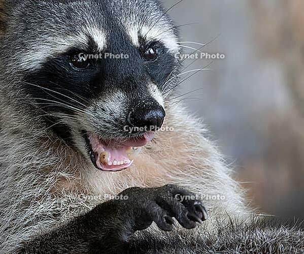 A crab-eating raccoon (Procyon cancrivorus) pants to cool itself down, Cahuita National Park, Costa Rica [IBR124920258]