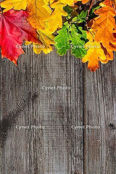 Autumn colorful leaves on wooden table, top view [IBR124944098]