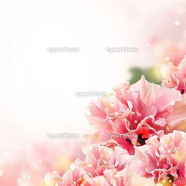 Nice background with hibiscus flowers [IBR124991086]