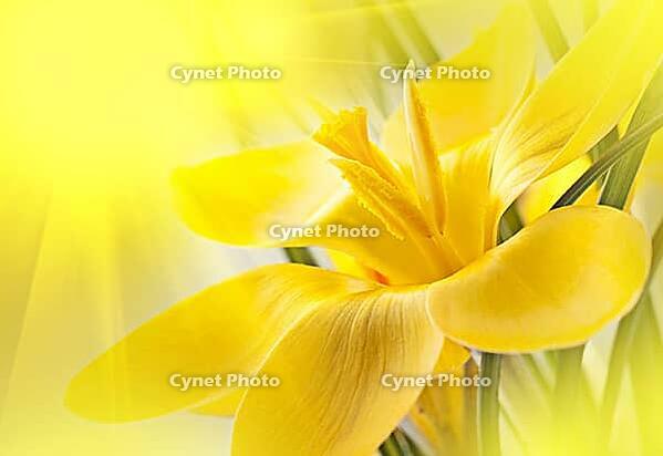 Nice background for your design with a yellow crocus flower [IBR124991092]