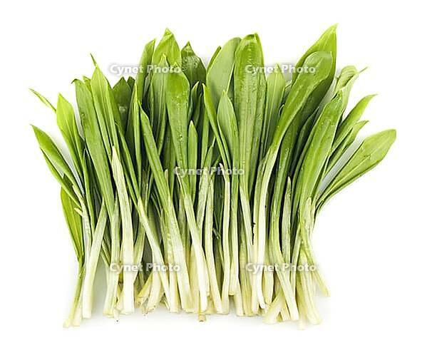 Ramson bunch vegetable isolated on white background [IBR124991094]