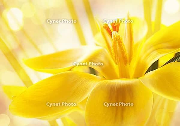Nice background for your design with a yellow crocus flower [IBR124991098]