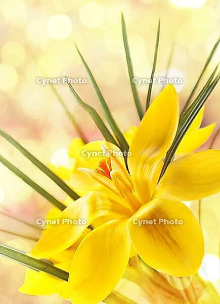Nice background for your design with a yellow crocus flower [IBR124991106]