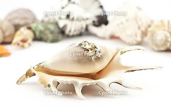 Beautiful shell on a white background for your design [IBR124991110]