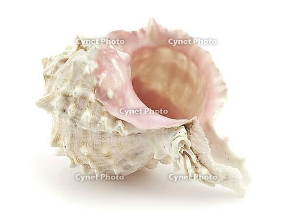 Beautiful shell on a white background for your design [IBR124991111]