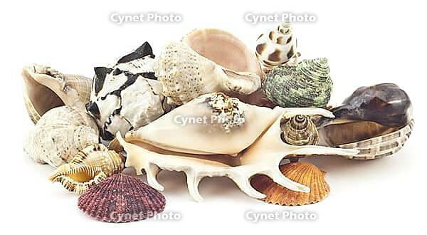 Beautiful shell on a white background for your design [IBR124991112]
