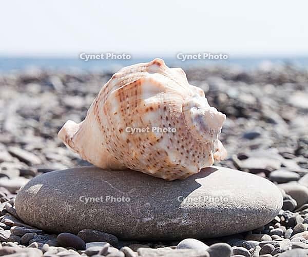 Beautiful shells on the stone beach, the sea [IBR124991116]
