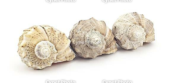 Beautiful shell on a white background for your design [IBR124991118]