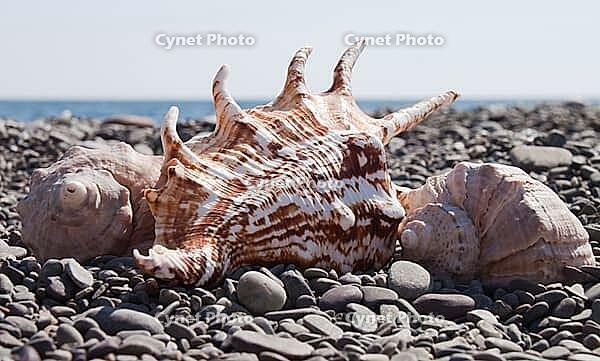 Beautiful shells on the stone beach, the sea [IBR124991119]