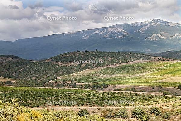 Landscape. Beautiful Crimean mountains and vineyards for your design [IBR124991122]