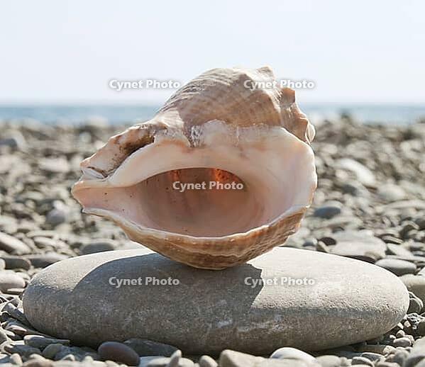 Beautiful shells on the stone beach, the sea [IBR124991124]