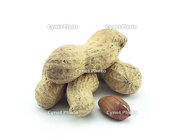 Peanut in shell on a white background [IBR124991129]