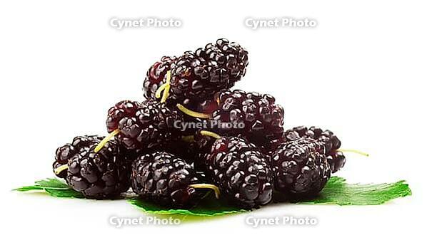 Group of mulberries with a leaves. Isolated on a white background [IBR124991150]