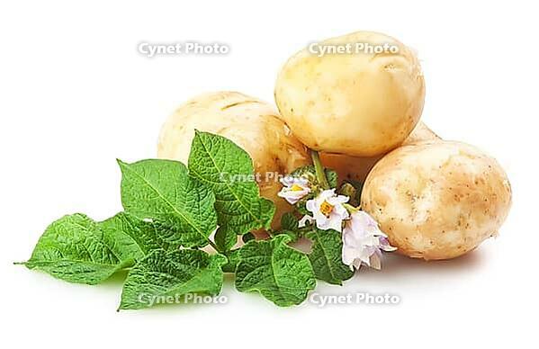 Heap of ripe potatoes vegetable with green leafs isolated on white background [IBR124991151]