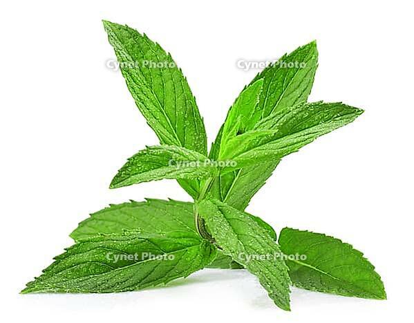 Fresh green leaf of melissa isolated on white background [IBR124991156]
