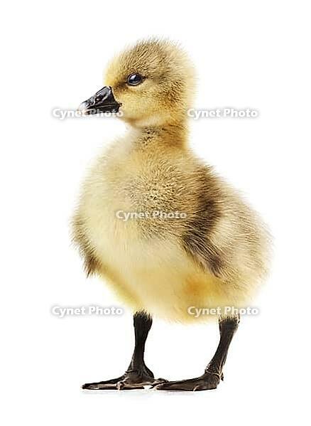 Little gosling isolated on white background [IBR124991158]