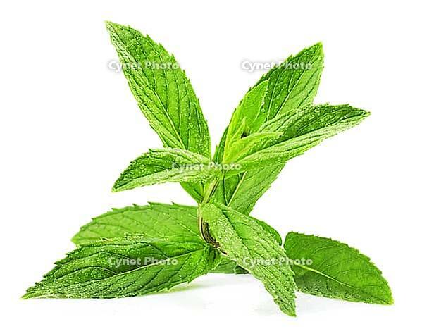 Fresh green leaf of melissa isolated on white background [IBR124991159]