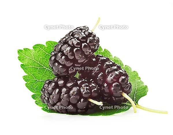 Group of mulberries with a leaves. Isolated on a white background [IBR124991161]