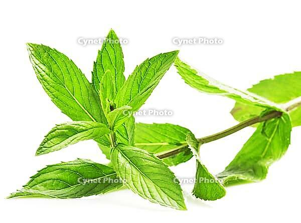 Fresh green leaf of melissa isolated on white background [IBR124991165]