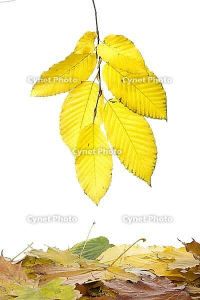 Lovely autumnal frame of leaves, for your design [IBR124991170]