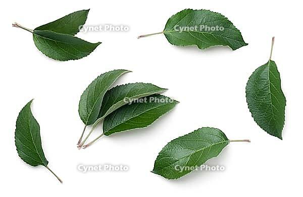 Apple leaves isolated on white background. Top view [IBR125000253]