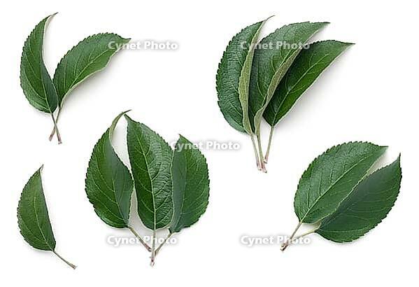 Apple leaves isolated on white background. Top view [IBR125000255]