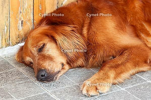 Young golden retriever (Canis lupus familiaris) sleeping [IBR125002273]