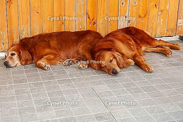 Young golden retriever (Canis lupus familiaris) sleeping [IBR125002274]