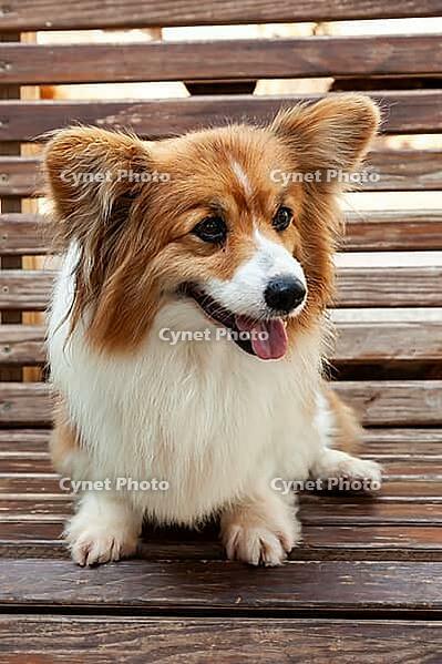Young Pembroke Welsh Corgi, (Canis lupus familiaris) [IBR125002278]