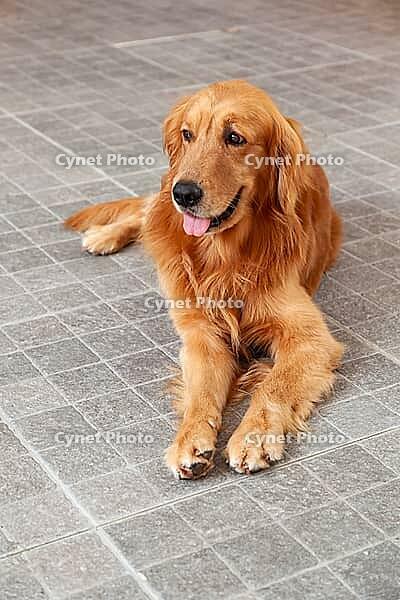 Young golden retriever (Canis lupus familiaris) [IBR125002279]