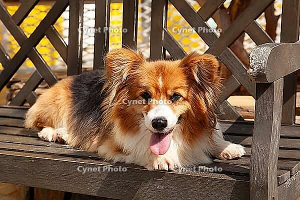 Young Pembroke Welsh Corgi, (Canis lupus familiaris) [IBR125002280]