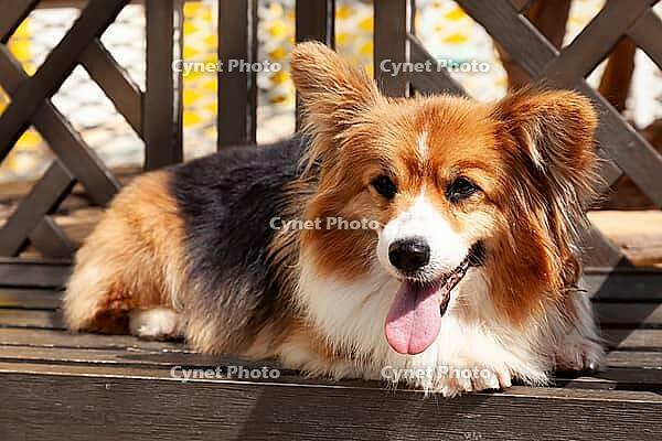 Young Pembroke Welsh Corgi, (Canis lupus familiaris) [IBR125002281]