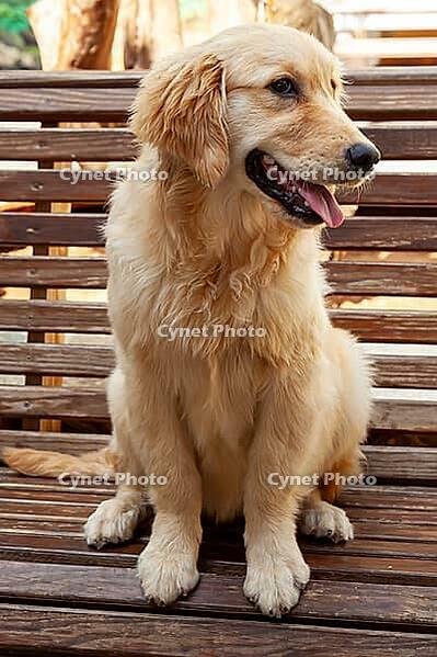 Young golden retriever (Canis lupus familiaris) [IBR125002282]