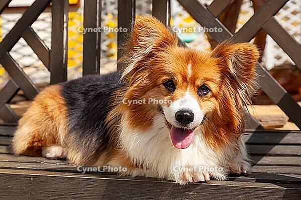 Young Pembroke Welsh Corgi, (Canis lupus familiaris) [IBR125002283]