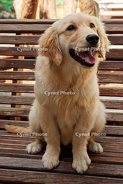 Young golden retriever (Canis lupus familiaris) [IBR125002284]
