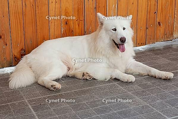 White Swiss Shepherd Dog, (Canis lupus familiaris) [IBR125002285]