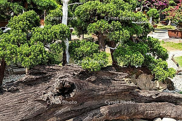 Japanese Garden, Dalat, Central Highlands, Vietnam [IBR125002299]