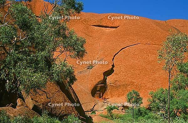 A close-up view of the rugged, massive red sandstone cliffs at the foot of Uluru (Ayers Rock) reveals the fascinating geological texture along the Uluru Base Walk in Uluru-Kata Tjuta National Park, the Red Centre, Northern Territory, Australia [IBR125002343]