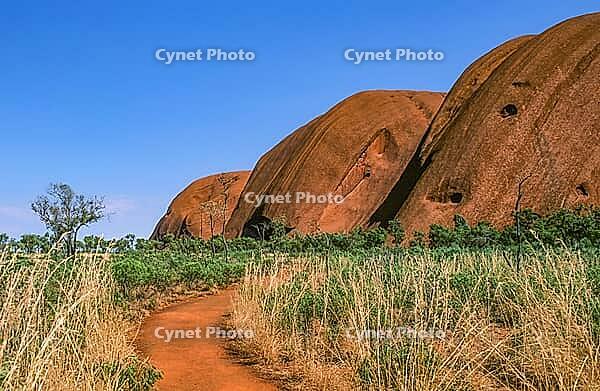A close-up view of the rugged, massive red sandstone cliffs at the foot of Uluru (Ayers Rock) reveals the fascinating geological texture along the Uluru Base Walk in Uluru-Kata Tjuta National Park, the Red Centre, Northern Territory, Australia [IBR125002345]