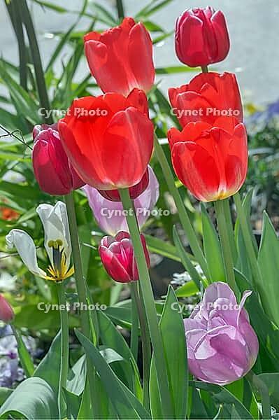 Red, white and purple tulips (Tulipa), Allgäu, Bavaria, Germany [IBR125002347]